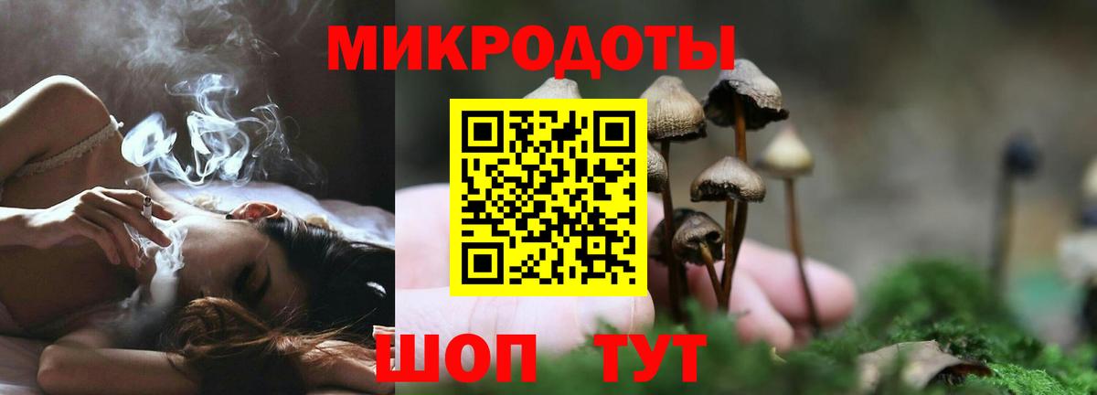 Псилоцибиновые грибы Psilocybe Новочебоксарск